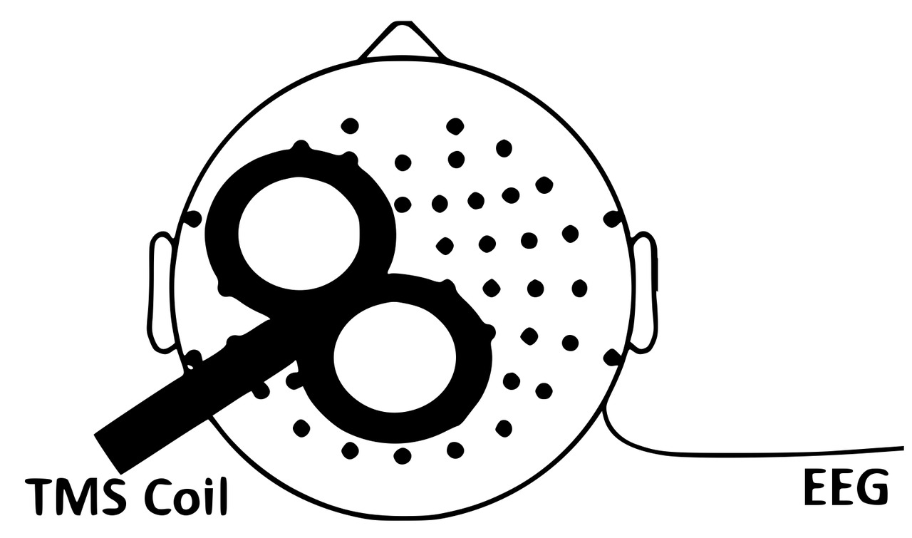 A schematic diagram of combined transcranial magnetic stimulation and electroencephalography, showing a magnetic pulse delivered to the scalp and the resulting electrical brain response recorded across the cortex