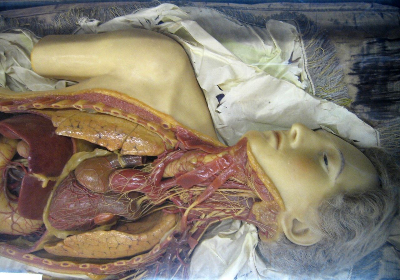 A single recumbent wax figure in a museum case, laid on white silk, the thorax and abdomen opened.