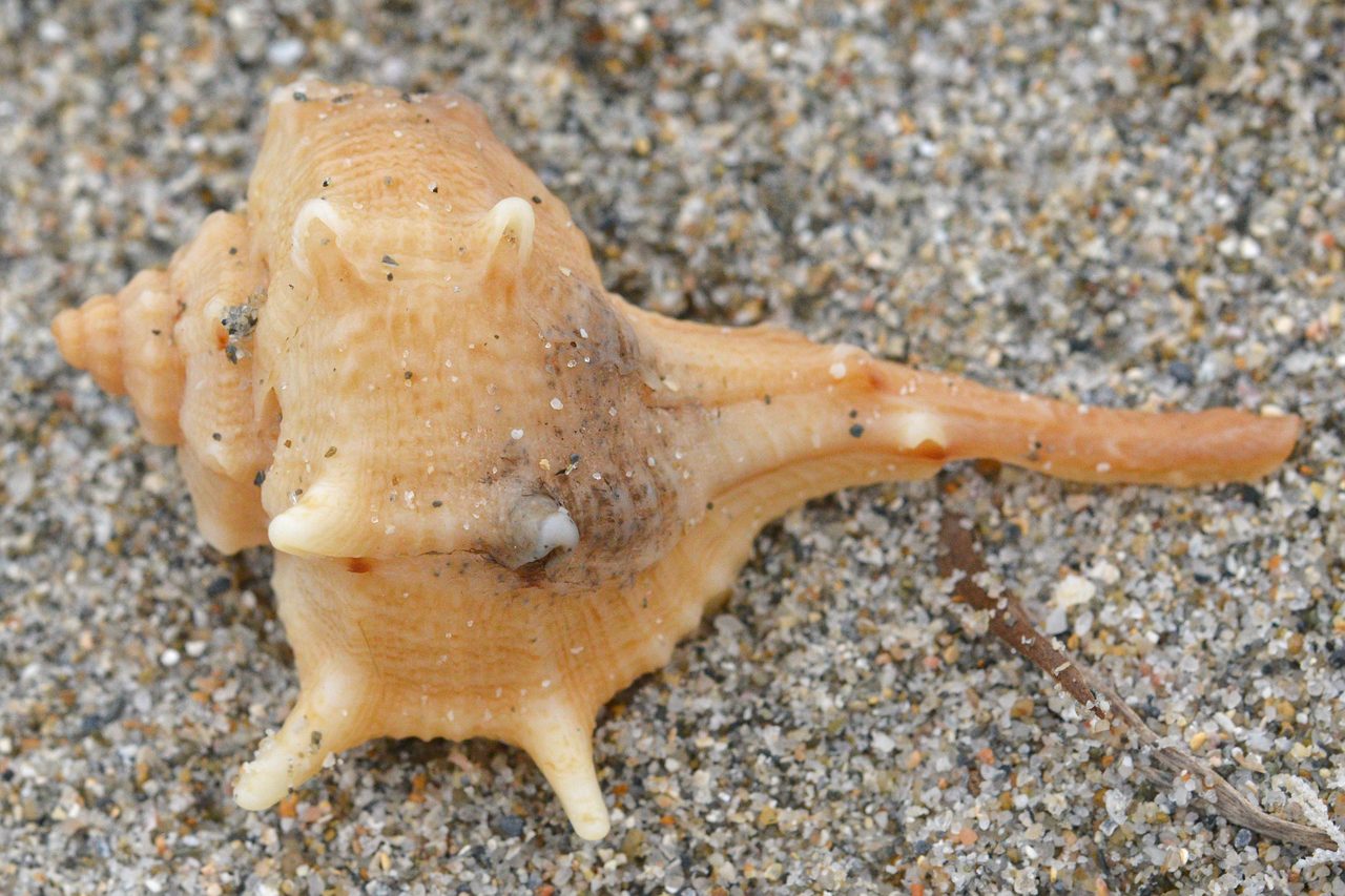 A single spiny sea snail lying on coarse sand, seen from above and slightly to one side. The shell has a short pointed spire at the upper left, a broad body whorl ringed with blunt projecting knobs, and a long straight siphonal canal running out toward the right edge of the frame. Grains of sand and small pebbles cling to the shell, and a thin dry stem lies on the sand at the lower right.