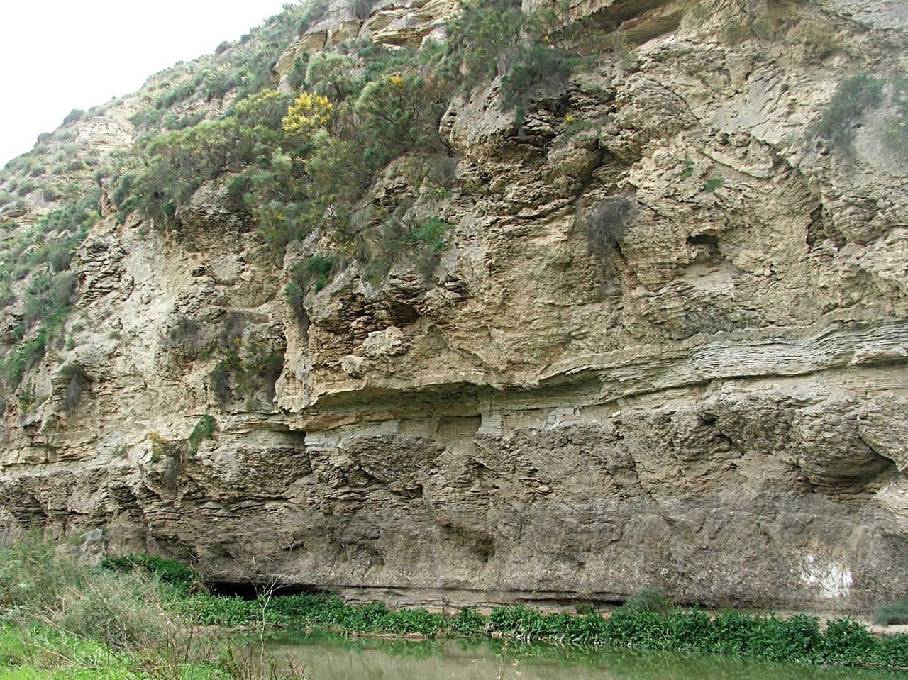 A sunlit cliff of pale grey-brown rock built from thick horizontal beds, with a band of much finer laminations running across the face and low scrub growing on the ledges