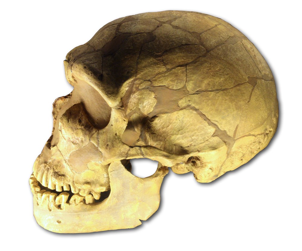A cast of a Neanderthal skull shown in left profile against a white background, tan-colored with visible suture lines, showing a heavy double-arched brow ridge, a long low braincase, a projecting midface, and the upper and lower jaws with teeth