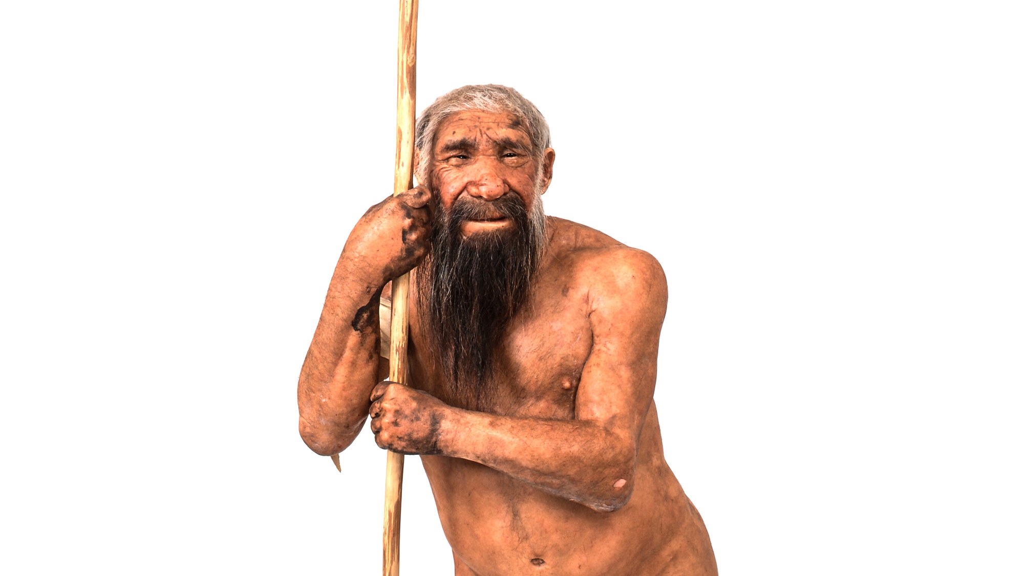 A lifelike full-figure museum reconstruction of an older Neanderthal man against a plain white background: weathered tanned skin, grey hair and a full greyish beard, a heavy brow, leaning on a wooden spear and gazing toward the viewer