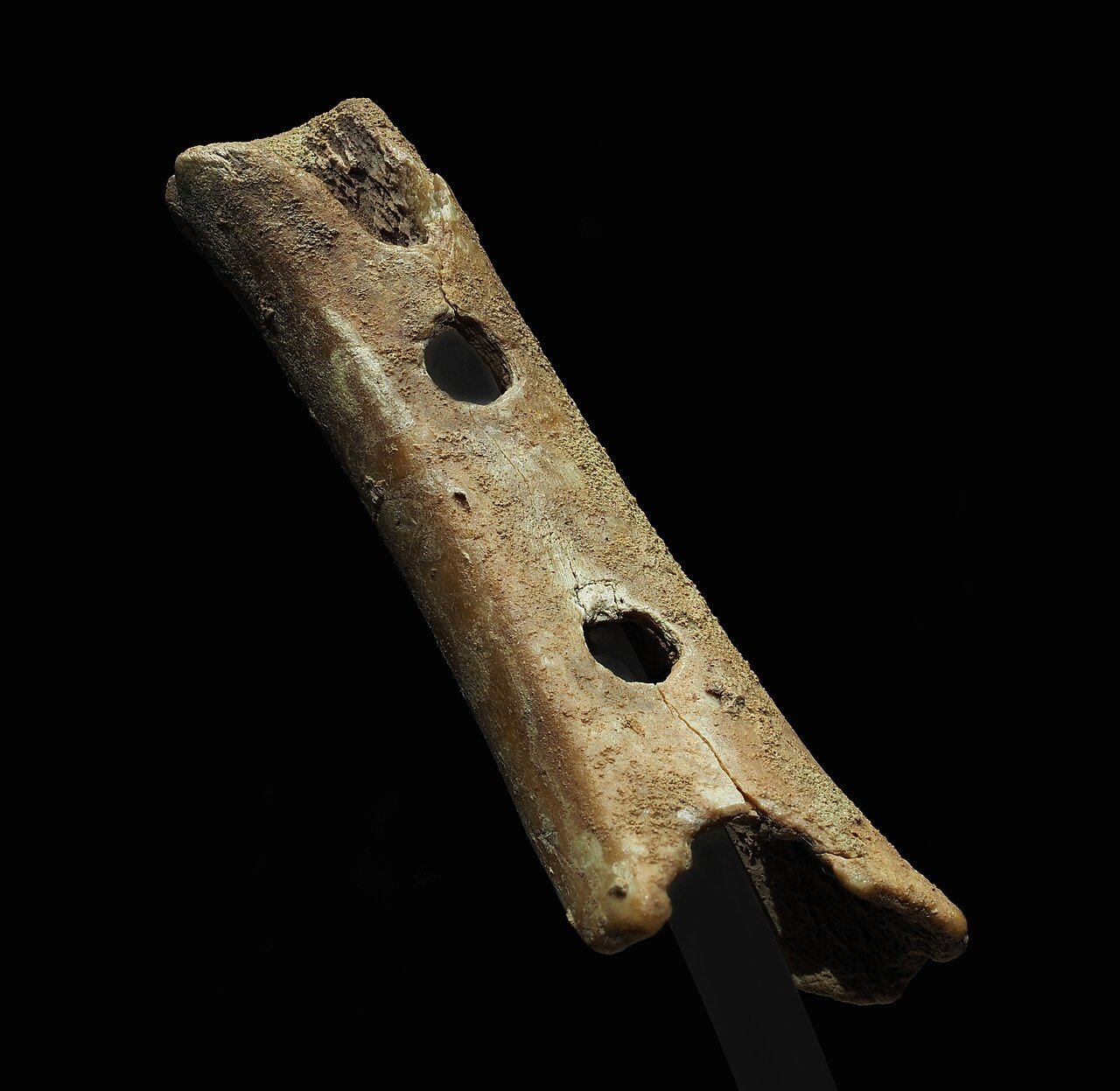 A thick, weathered fragment of tan bone on a black background, mounted on a thin stand, pierced by two complete round holes with the broken remains of others at its ends