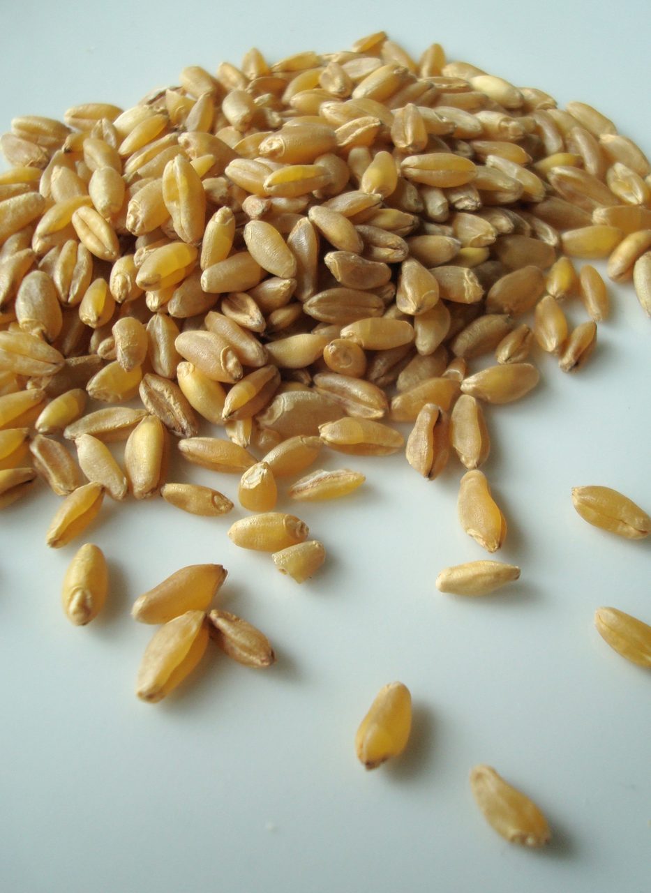 A photograph of durum wheat grains heaped on a plain pale surface, with loose single grains scattered below the heap