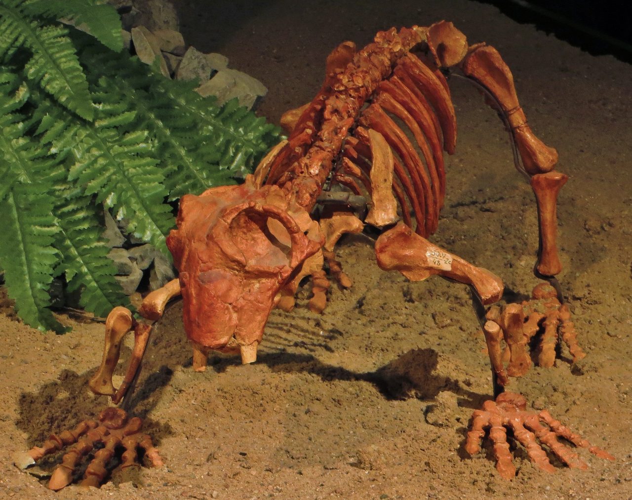 A mounted fossil skeleton of Lystrosaurus, a squat four-legged therapsid, posed on sand in a museum display with an artificial fern behind it