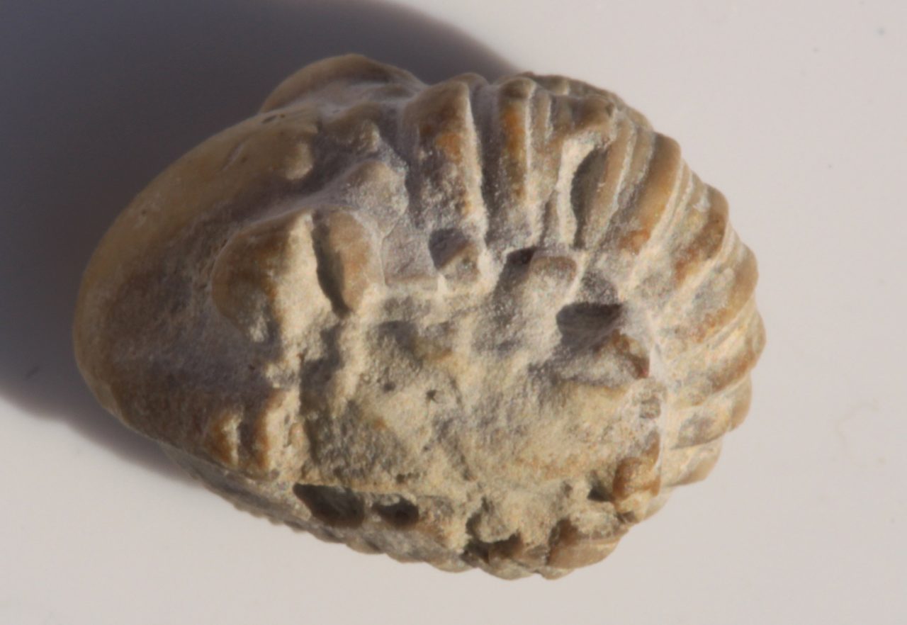 A small fossil trilobite preserved in its enrolled, curled-up defensive position, photographed against a plain pale studio background