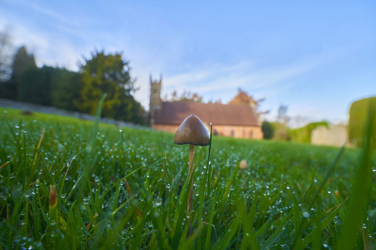Small brown-capped wild mushrooms growing in grass