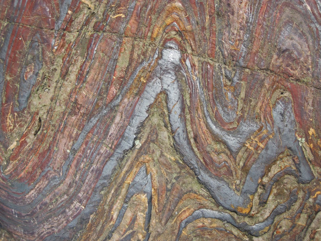 A smoothed rock surface covered in tightly folded bands of deep red, silvery blue grey and ochre, the folds pinched into sharp chevrons and hooks, with small pale green patches in the hollows
