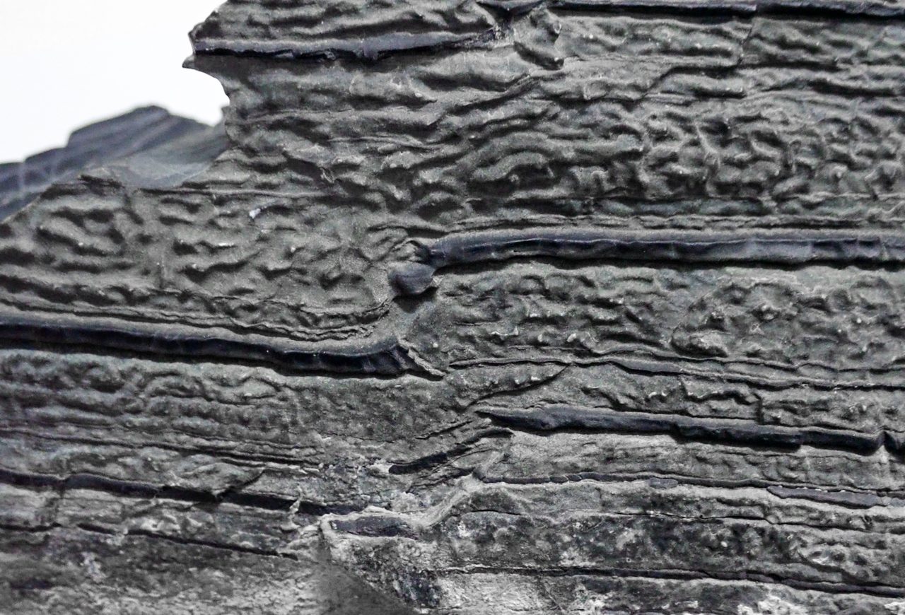 A close view of a dark grey rock specimen against a plain white background, its face built from many fine parallel layers stacked one on another, the raised ridges catching a soft sheen