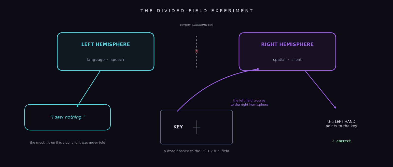 An original schematic of the classic split-brain divided-field experiment: a word shown in the left visual field crosses to the right hemisphere, which guides the left hand to the matching object, while the speaking left hemisphere, receiving only the right visual field, reports seeing nothing