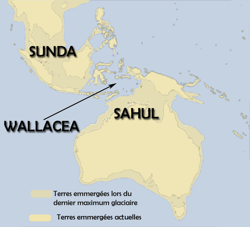 A two-tone map of Southeast Asia and Australia. Pale yellow marks land exposed at the Last Glacial Maximum, brighter yellow marks land above water today, and the sea is blue. Three large black labels read SUNDA, WALLACEA with an arrow pointing to the island chain between, and SAHUL. A legend at the bottom is in French.