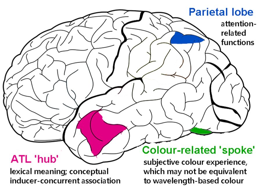 A line drawing of a brain in side view facing left, with three regions filled in colour and labelled: a blue area in the parietal lobe, a magenta area in the anterior temporal lobe marked ATL hub, and a small green area near the back marked colour-related spoke
