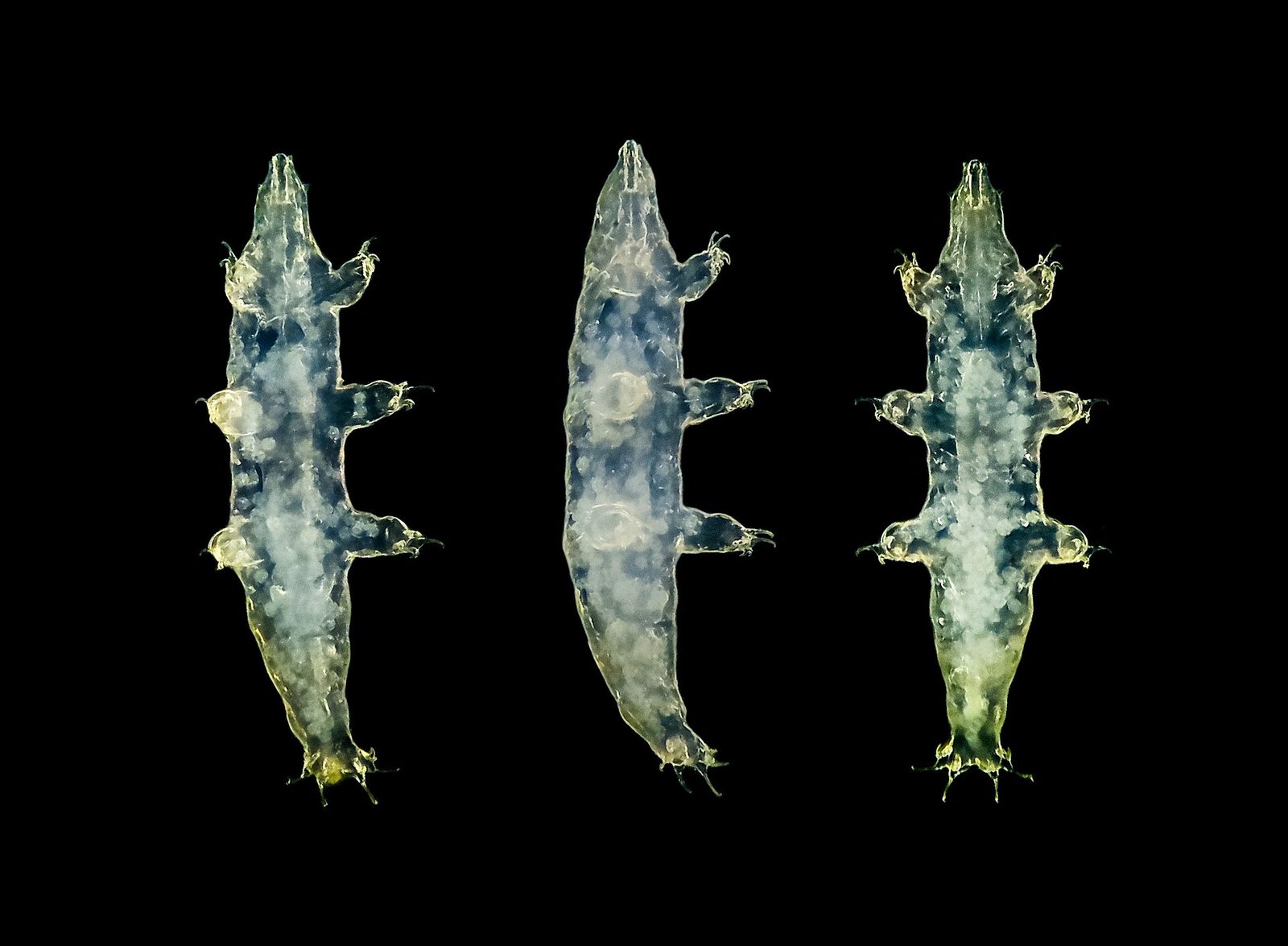 Three translucent tardigrades on a black ground, two seen from above and one in profile, pale blue-white and lit so that the body wall is see-through. Granular contents are visible inside each body. Four pairs of legs each end in dark curved claws, and the head end carries small pointed projections.