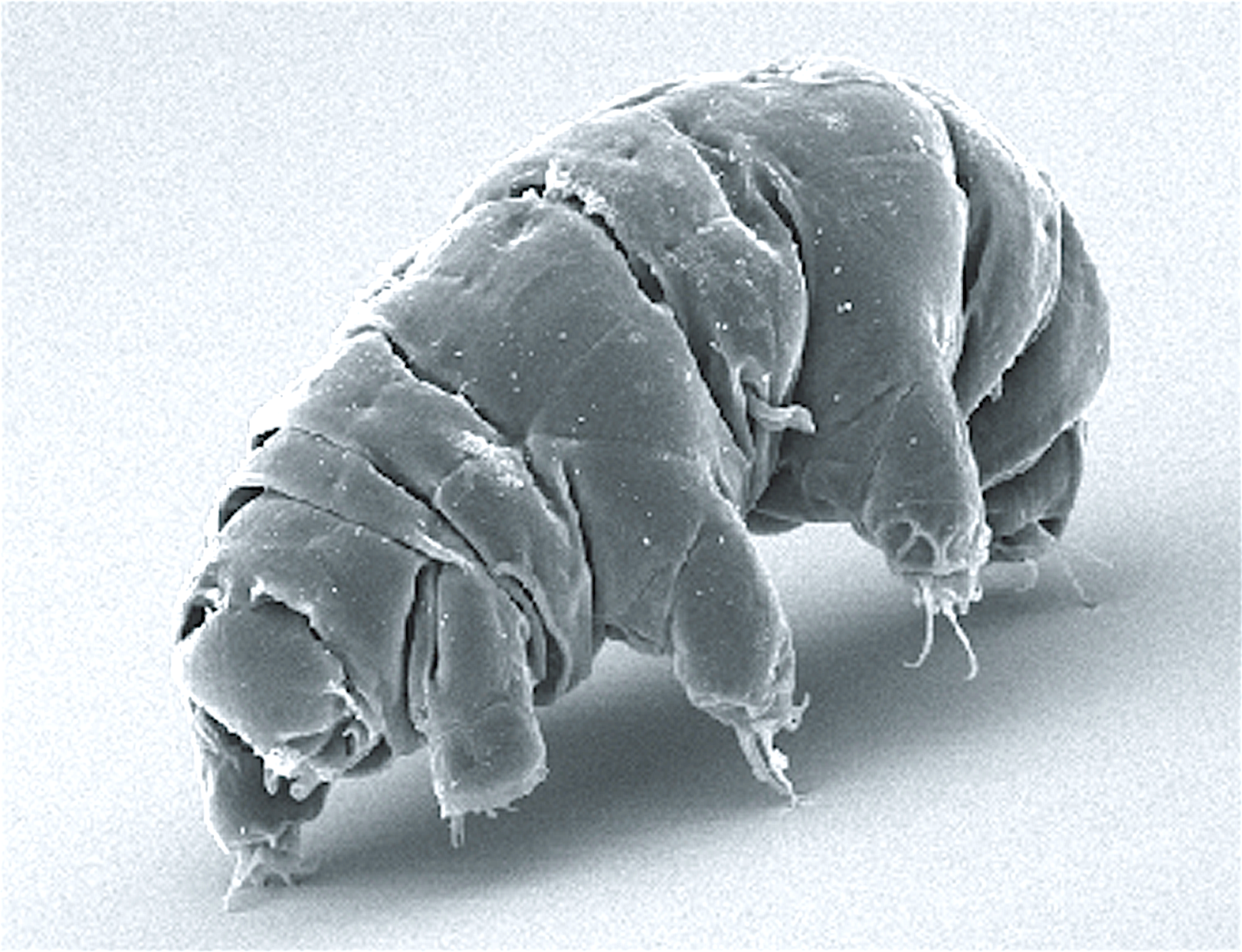 A scanning electron micrograph tinted pale blue-grey on a smooth pale ground with a soft shadow beneath. A plump segmented barrel-shaped animal stands on stubby legs, each ending in a cluster of curved claws. The cuticle is wrinkled into overlapping transverse folds. The blunt head is at the lower left, with a circular mouth opening.