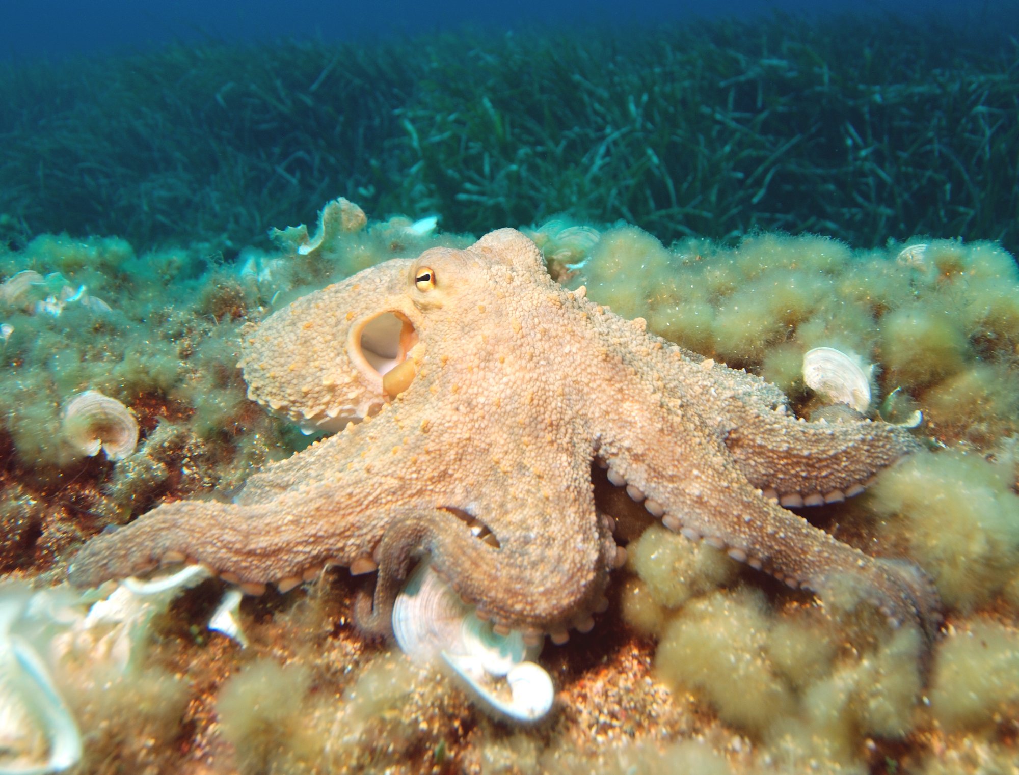 A common octopus crawling across a seabed of algae and seagrass, its soft body and all eight arms spread out with rows of pale suckers clearly visible, one eye showing on the side of its head and the pale opening of its funnel beside it
