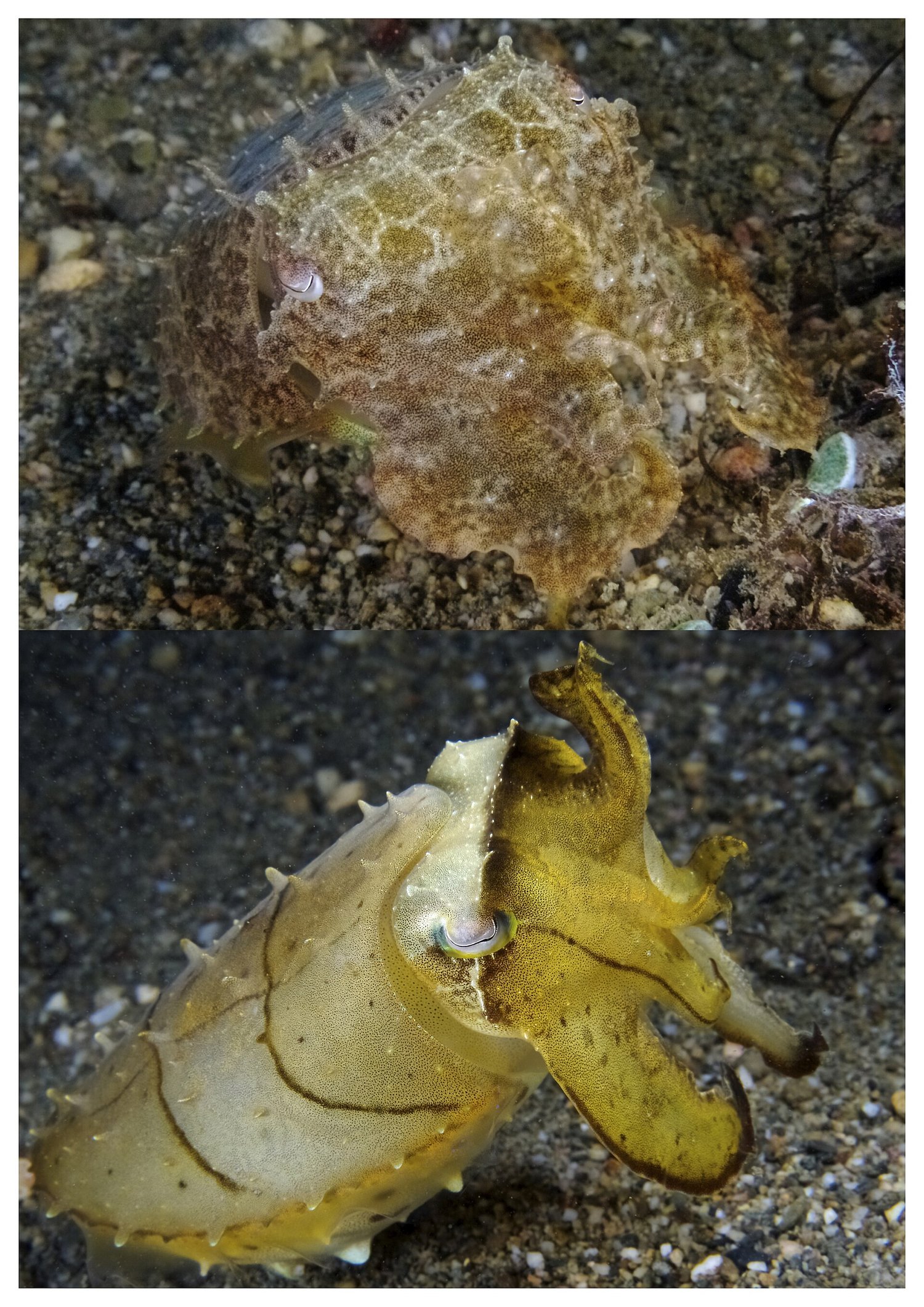 Two stacked photographs of the same cuttlefish taken seconds apart; in the top frame it is mottled brown with a rough, bumpy, spiky skin texture, and in the bottom frame it is smoother, paler and yellowish with dark line markings and its arms raised