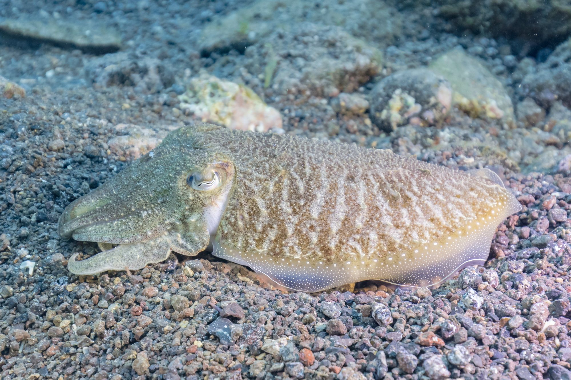 A common cuttlefish resting on a gravelly seabed in side profile, its distinctive W-shaped pupil clearly visible in the eye, a fine wavy pattern over its body, rows of small white dots along the lower edge, and a thin fin fringing the body