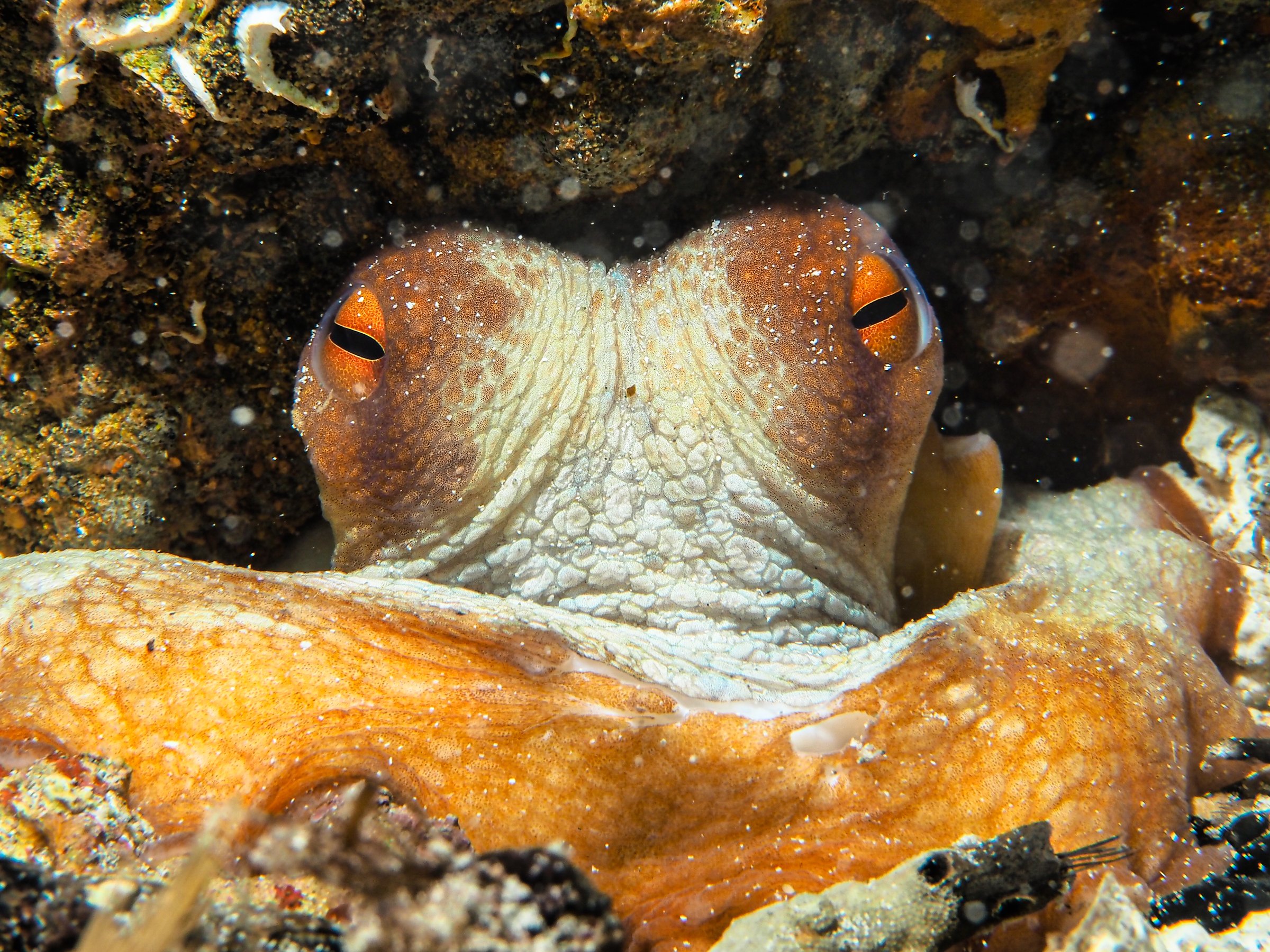 An underwater close-up of a common octopus wedged into a rocky den, both of its eyes visible with orange irises and dark, horizontal, dumbbell-shaped pupils, the pale bumpy skin of its head between them, and its mottled orange arms draped over the rock in the foreground
