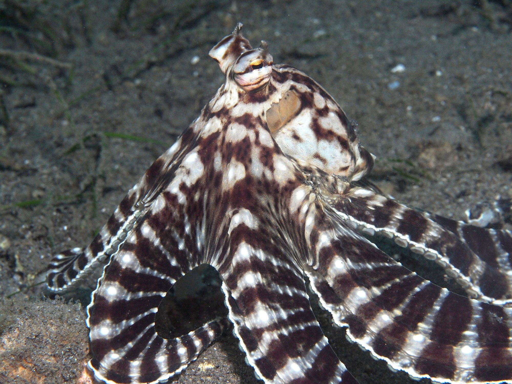 A mimic octopus with bold, high-contrast dark-brown and white banded stripes running down its arms, spread out across a dark silty seabed, with one eye raised on a small stalk