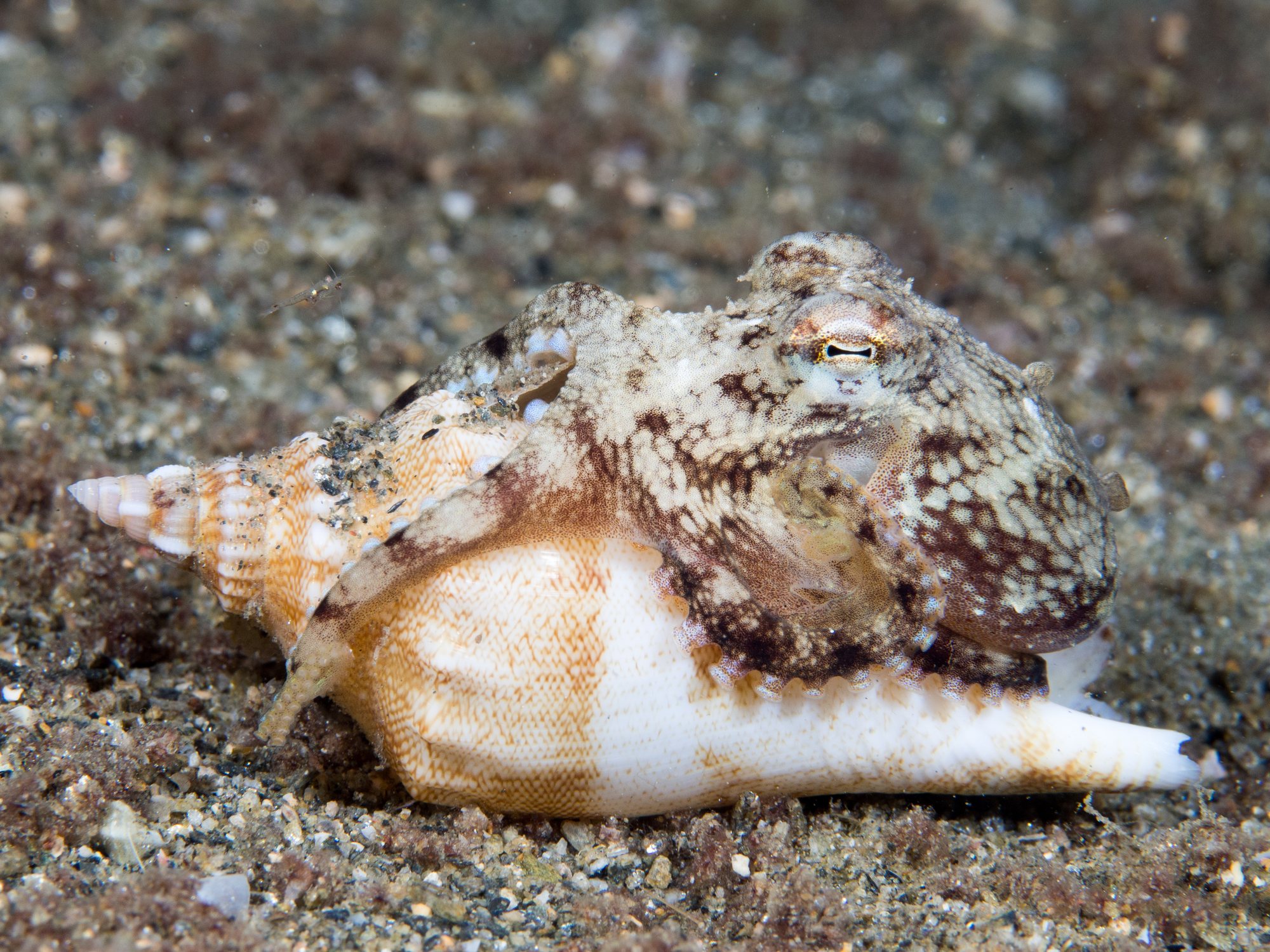A small veined octopus with mottled brown and cream skin and one golden eye, its arms wrapped around a large discarded gastropod shell that is pale with orange markings, resting on dark sand