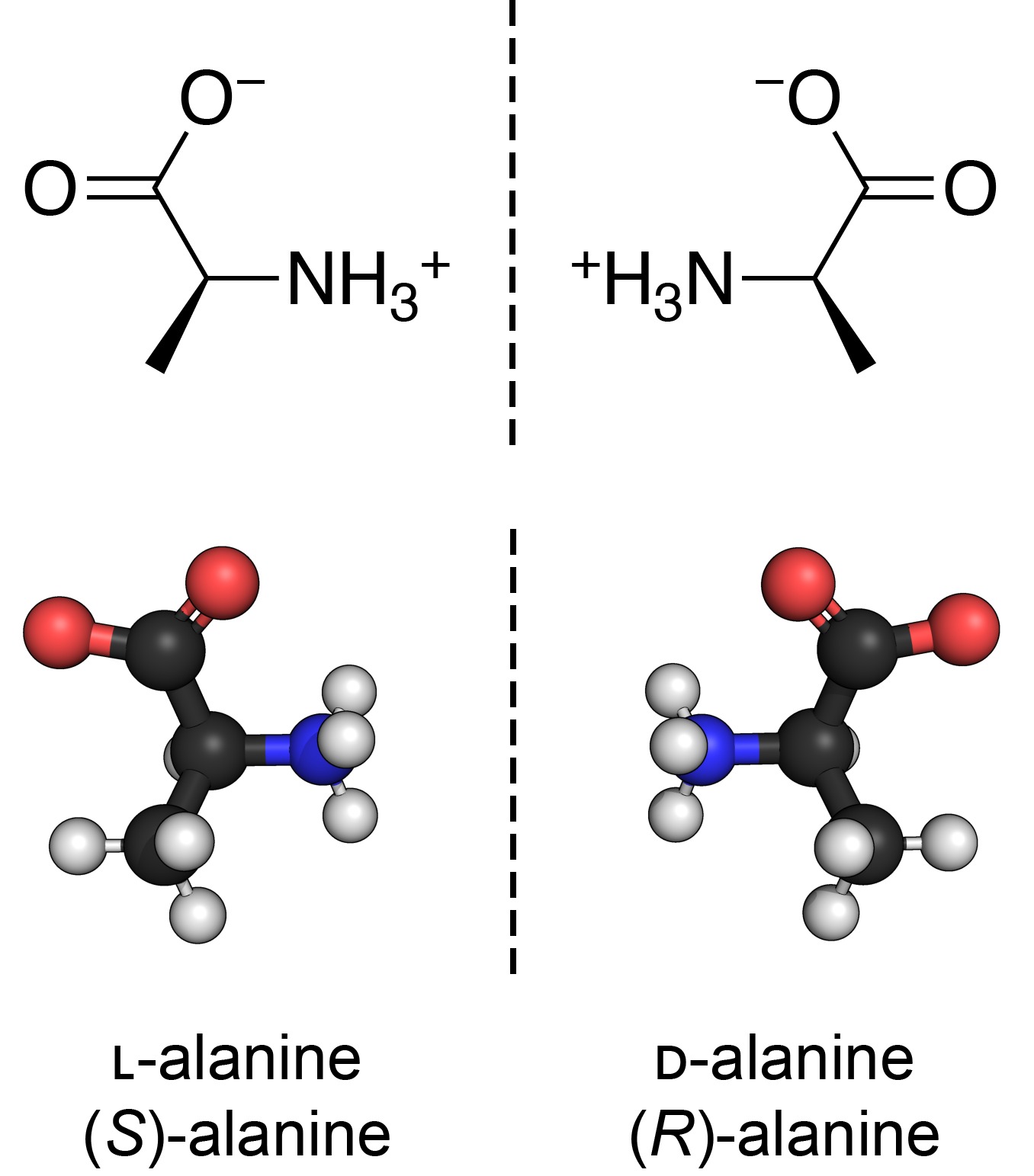 A diagram comparing L-alanine and D-alanine as mirror images across a vertical dashed line; the top row shows the two skeletal chemical structures and the bottom row shows 3D ball-and-stick models with black carbon, red oxygen, blue nitrogen and white hydrogen atoms, labeled L-alanine (S) on the left and D-alanine (R) on the right