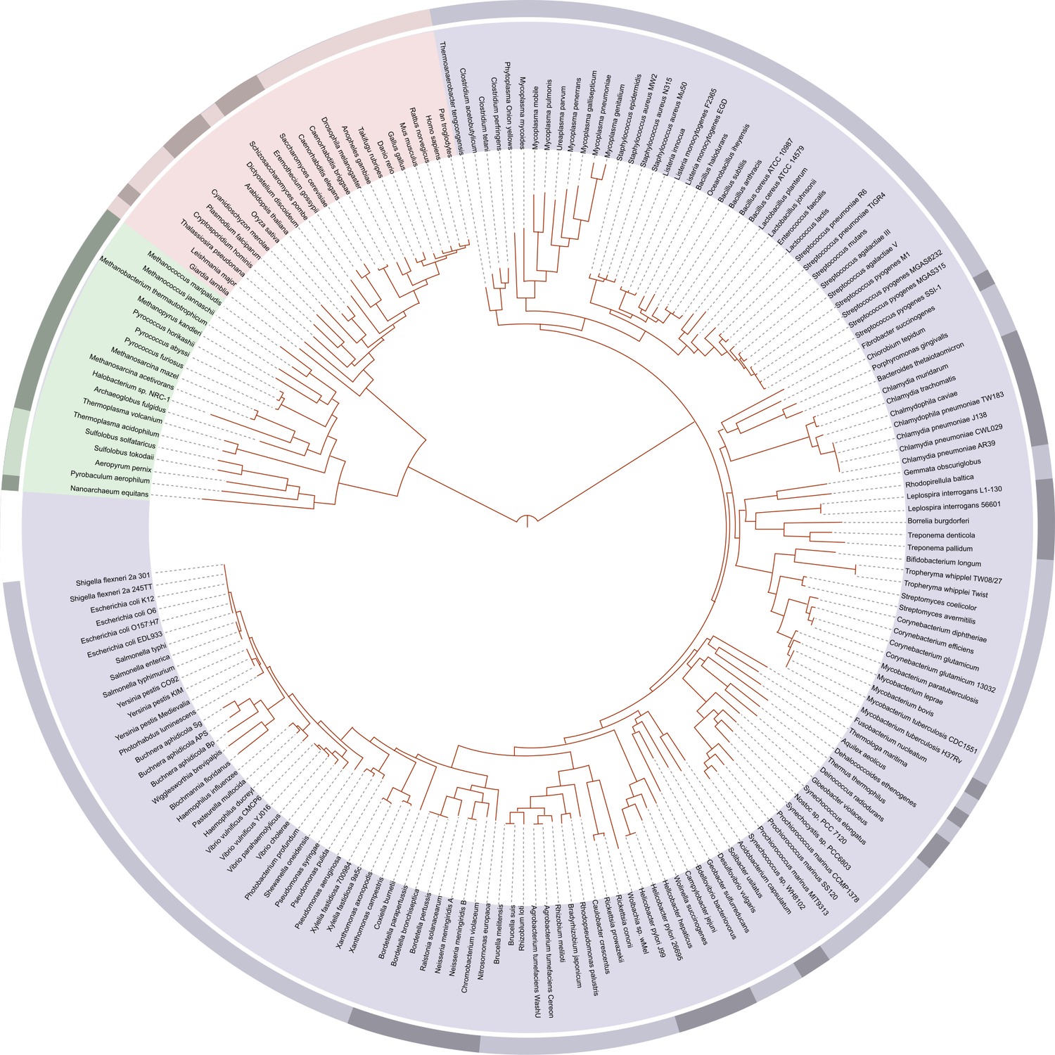 A circular phylogenetic tree of life with orange-red branch lines radiating from a single central root out to species names around the rim, with colored arcs marking the three domains: a pink band over the eukaryotes including Homo sapiens, a green band over the archaea, and a large lavender band over the bacteria