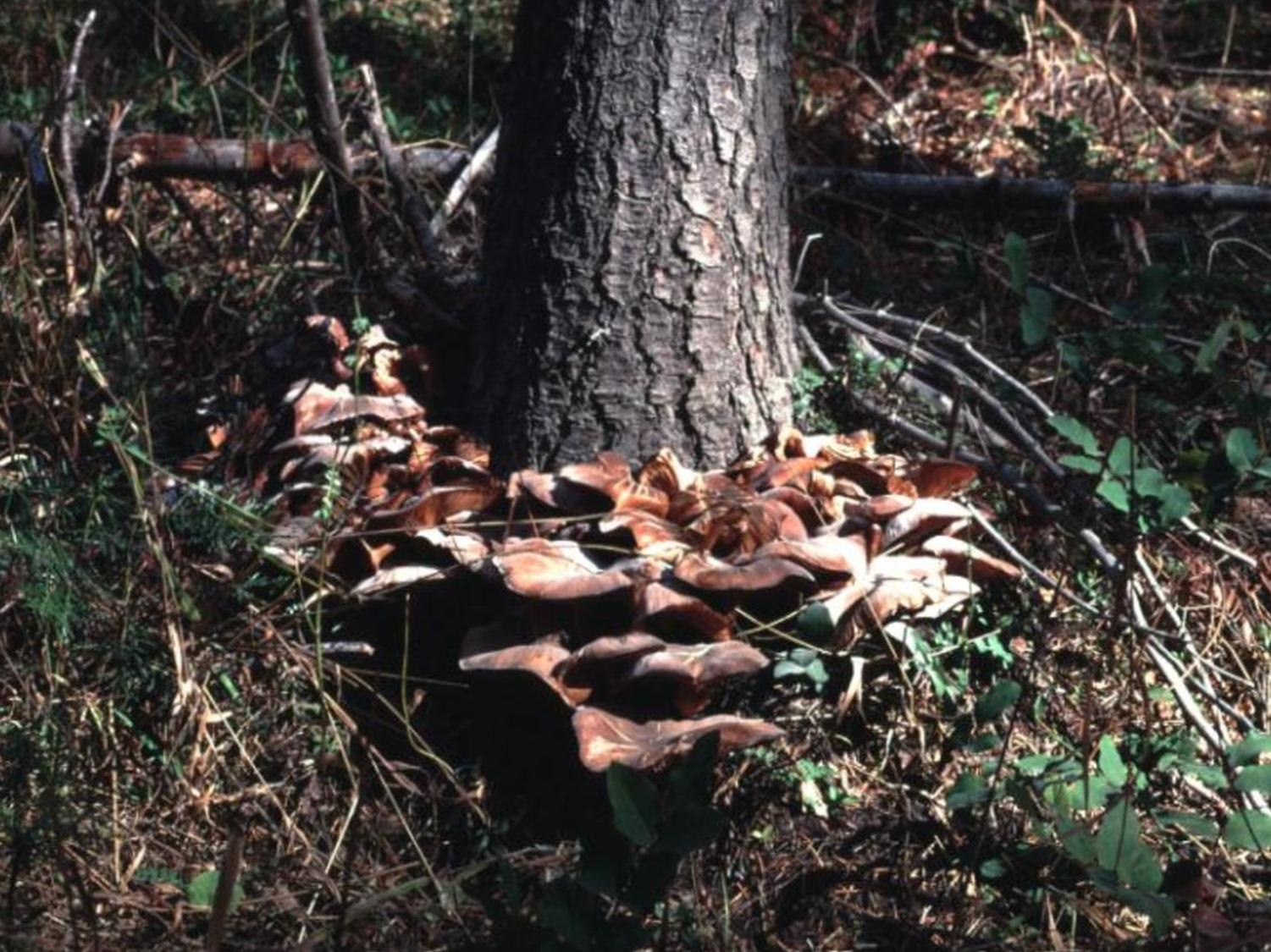 A dense cluster of honey-brown mushrooms growing around the base of a dark tree trunk on a forest floor with grass and undergrowth