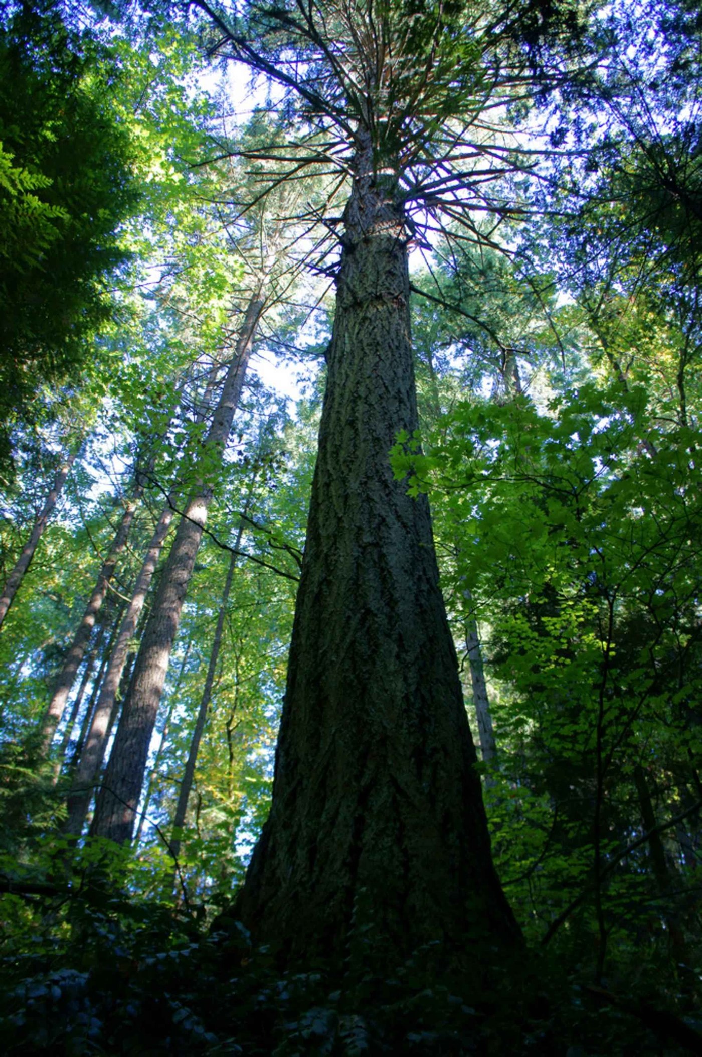 A dramatic upward view of a single towering old-growth Douglas fir, its thick furrowed trunk rising through a sunlit green forest canopy with patches of blue sky and other trees around it