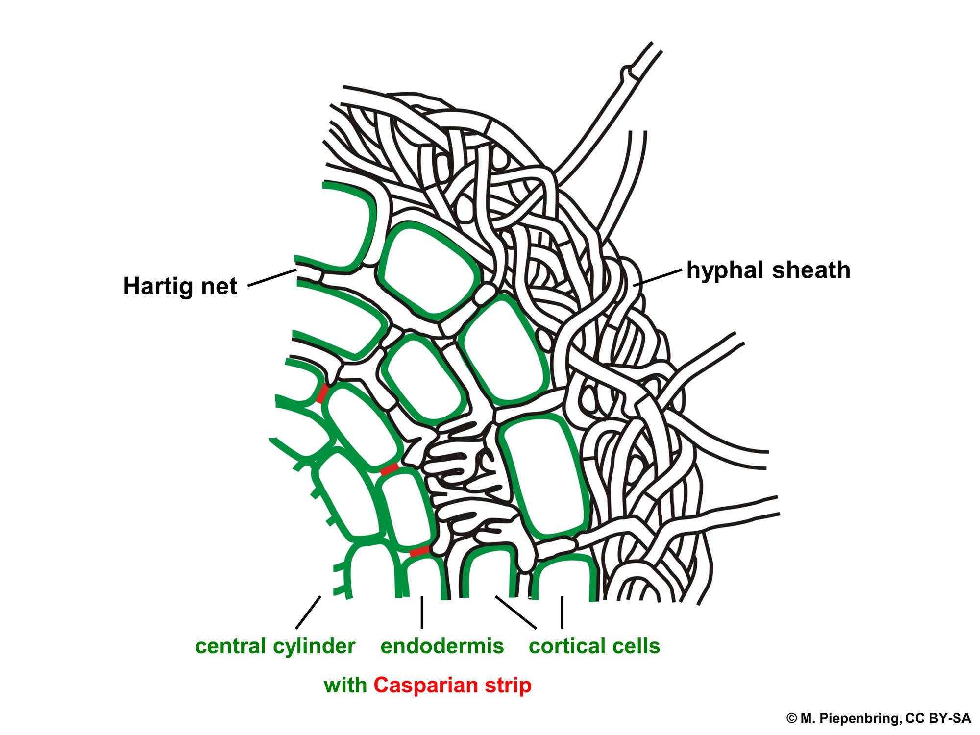 A labeled line diagram of a cross-section through an ectomycorrhizal root: green-outlined plant root cells at left, wrapped on the right by a dense tangle of black fungal threads labeled 'hyphal sheath,' with black threads weaving between the outer green cells labeled 'Hartig net'
