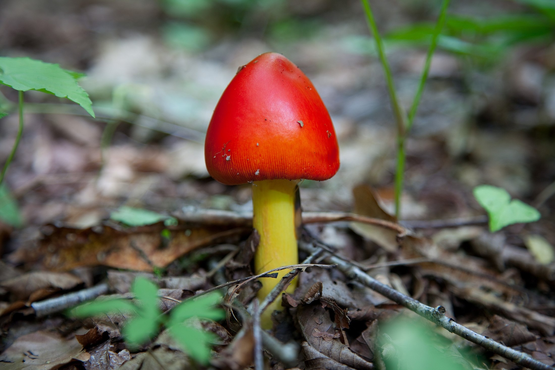 A single vivid red and orange capped mushroom with a bright yellow stem pushing up through the brown leaf litter of a forest floor, with out-of-focus green foliage in the background