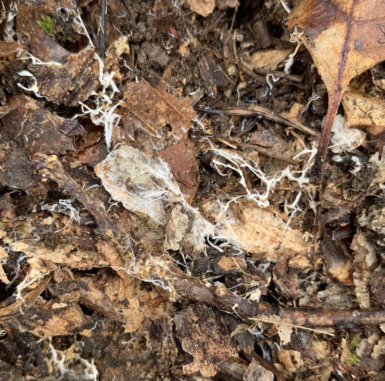A close-up of a forest floor showing white, thread-like fungal mycelium weaving through and across decaying brown leaves, twigs, and litter