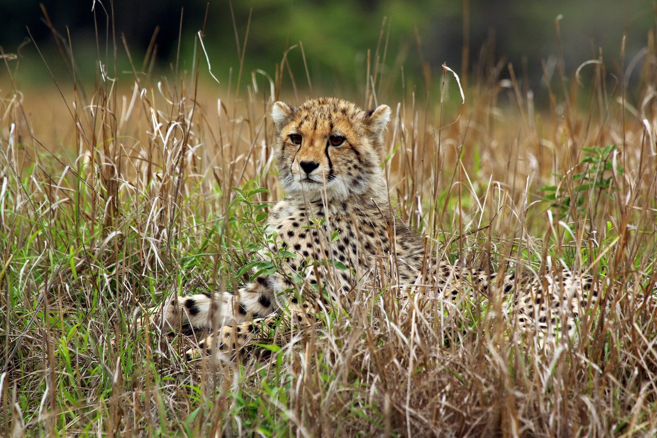 A cheetah cub hidden in tall grass at Phinda Private Game Reserve, KwaZulu-Natal, South Africa