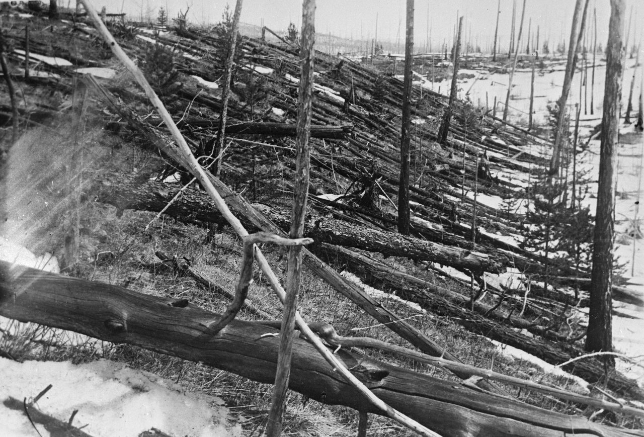 A black and white photograph of a forest of fallen trees, the bare trunks stripped of branches and lying roughly parallel across a slope, with patches of snow, a few standing dead trunks and young conifers growing among them