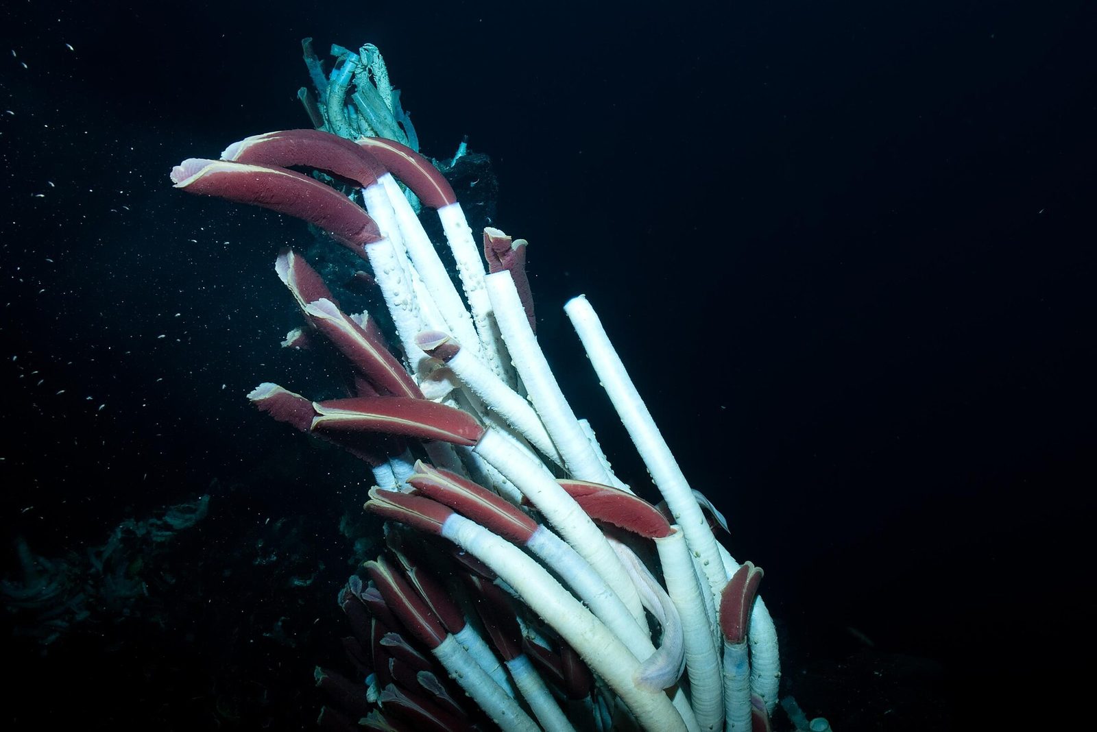 A dense cluster of giant tube worms: white chitinous tubes with deep red plumes extending from their open ends, against black water with drifting white particles. A pale blue-green tangle sits at the top of the cluster.