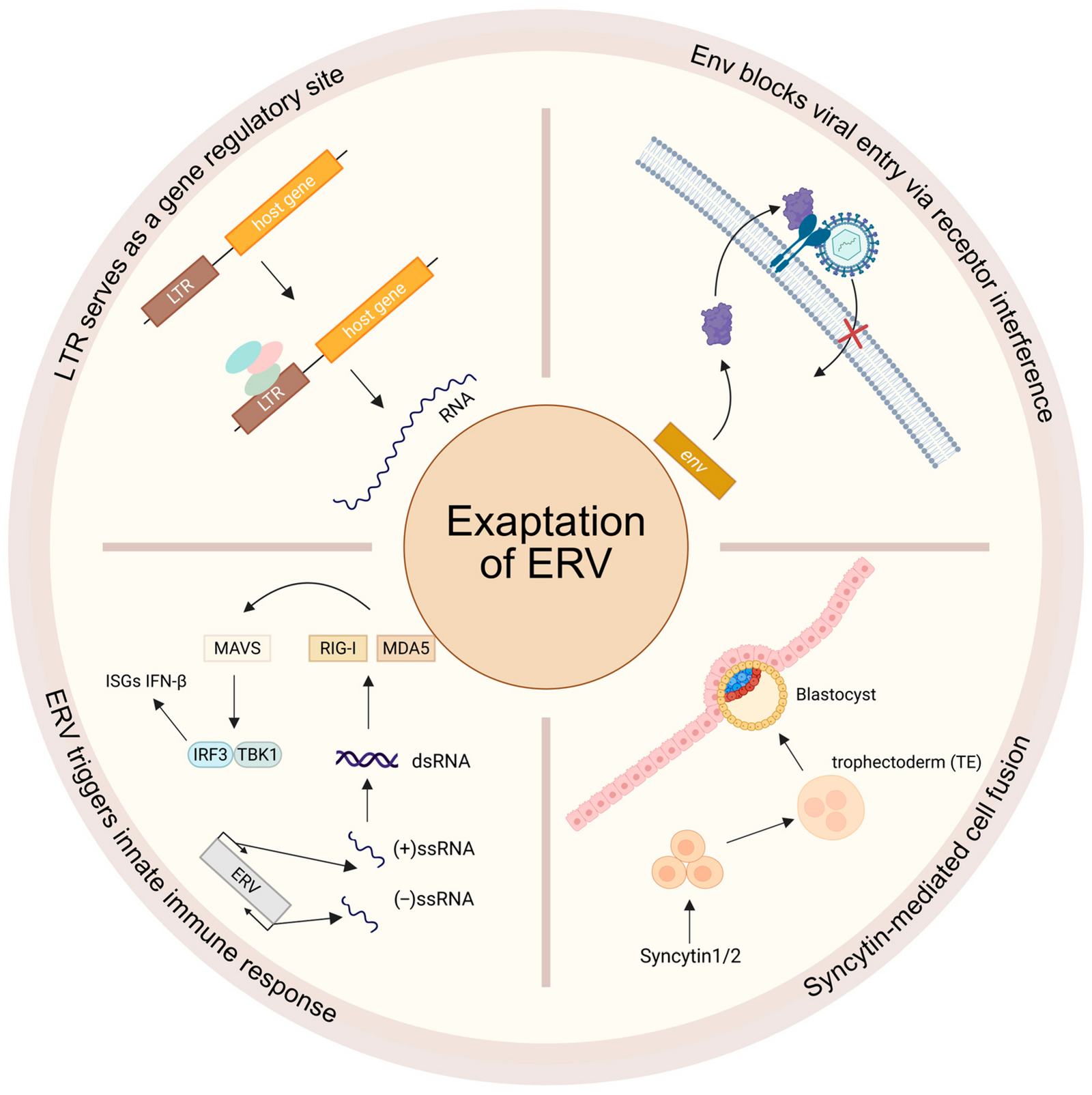 A circular four-quadrant diagram on a pale ground with the words Exaptation of ERV in a circle at the centre. Four labels run round the rim: LTR serves as a gene regulatory site, with a long terminal repeat driving a host gene; Env blocks viral entry via receptor interference, with a virus barred from a cell membrane by a red cross; ERV triggers innate immune response, with a signalling cascade of named proteins; and Syncytin-mediated cell fusion, with cells merging into a blastocyst.