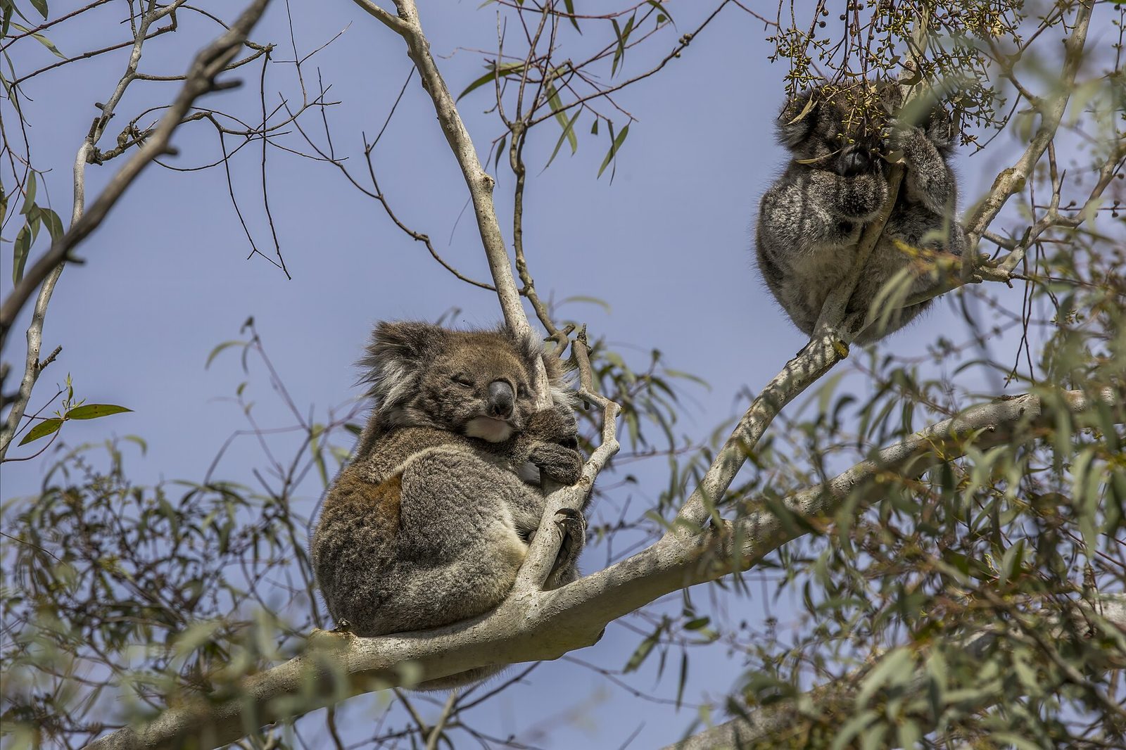 Two koalas in a eucalypt against a pale blue sky. One is curled asleep on a branch in the lower centre with its eyes shut and its head resting against the bark; the other sits higher at the right among leaves, feeding. Bare pale branches and grey-green foliage fill the rest of the frame.