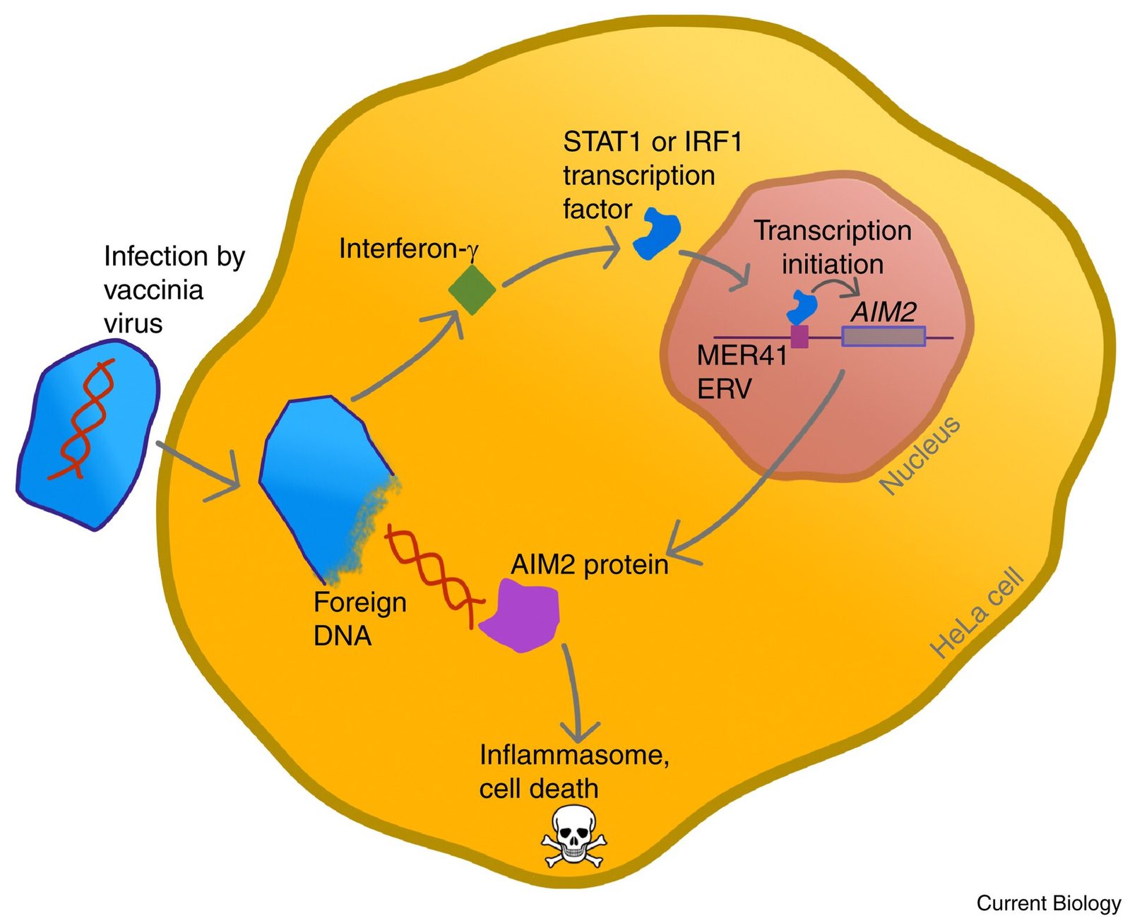 A cartoon of a single orange cell labelled HeLa cell with a pink nucleus. A blue vaccinia virus at the left enters and releases foreign DNA. Arrows run to interferon-gamma, then to a STAT1 or IRF1 transcription factor, then into the nucleus where it binds a small element labelled MER41 ERV sitting immediately upstream of a gene labelled AIM2. Transcription initiation is marked, an arrow returns to AIM2 protein in the cytoplasm, and a further arrow leads down to the words inflammasome and cell death with a skull and crossbones beneath them. The words Current Biology appear in the lower right corner.