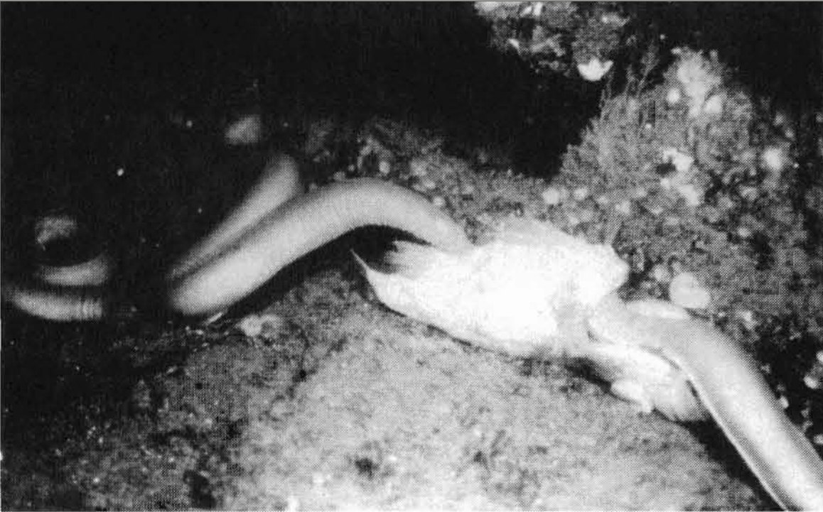A grainy monochrome deep-sea photograph. Several smooth eel-like hagfish, pale against dark water, coil and overlap across the frame. At centre-right a pale mass lies on the seabed surrounded by them. The bottom is gravelly with scattered pale objects.