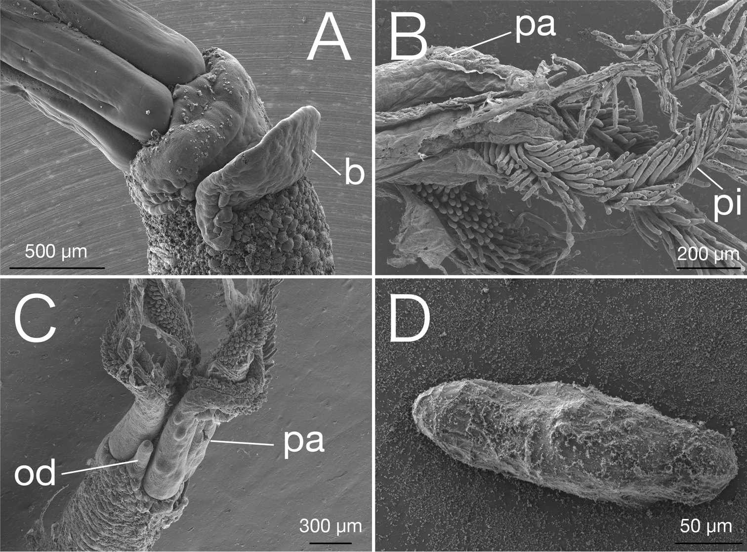 A four-panel greyscale scanning electron micrograph plate labelled A to D. Panel A shows smooth cylindrical structures meeting a wrinkled granular surface with one tongue-shaped process. Panel B shows a dense mass of finger-like projections. Panel C shows a branching junction. Panel D shows a single elongated capsule-shaped body with a finely textured surface. Each panel carries a scale bar.