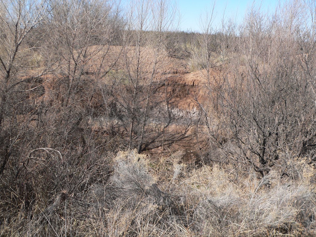 The dark 'black mat' layer exposed in a cut bank at the Murray Springs Clovis site near Sierra Vista, Arizona, the physical layer marking the Younger Dryas boundary