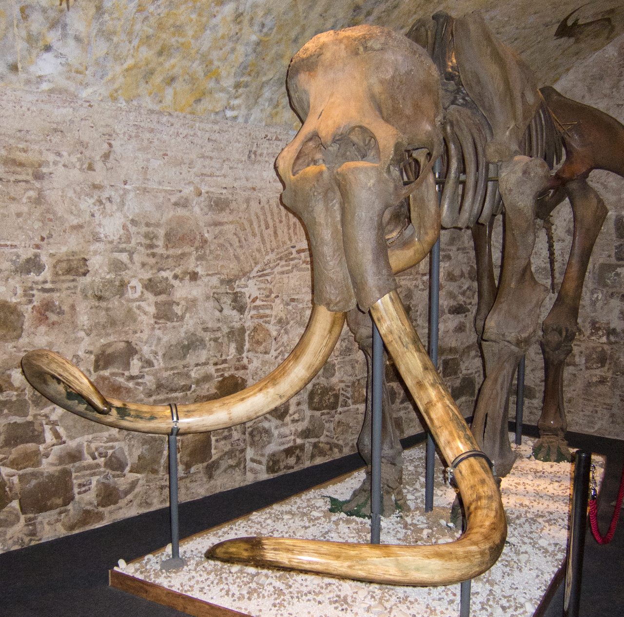 A mounted woolly mammoth skeleton, Mammuthus primigenius, displayed at the Barcelona Mammoth Museum